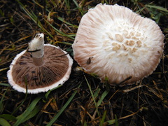 Agaricus subrufescens