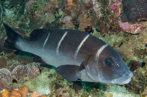 Whitebarred rubberlips (Plectorhinchus playfairi) — Haemulidae — 5