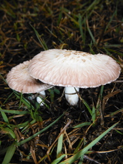 Agaricus subrufescens