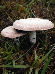 Agaricus subrufescens