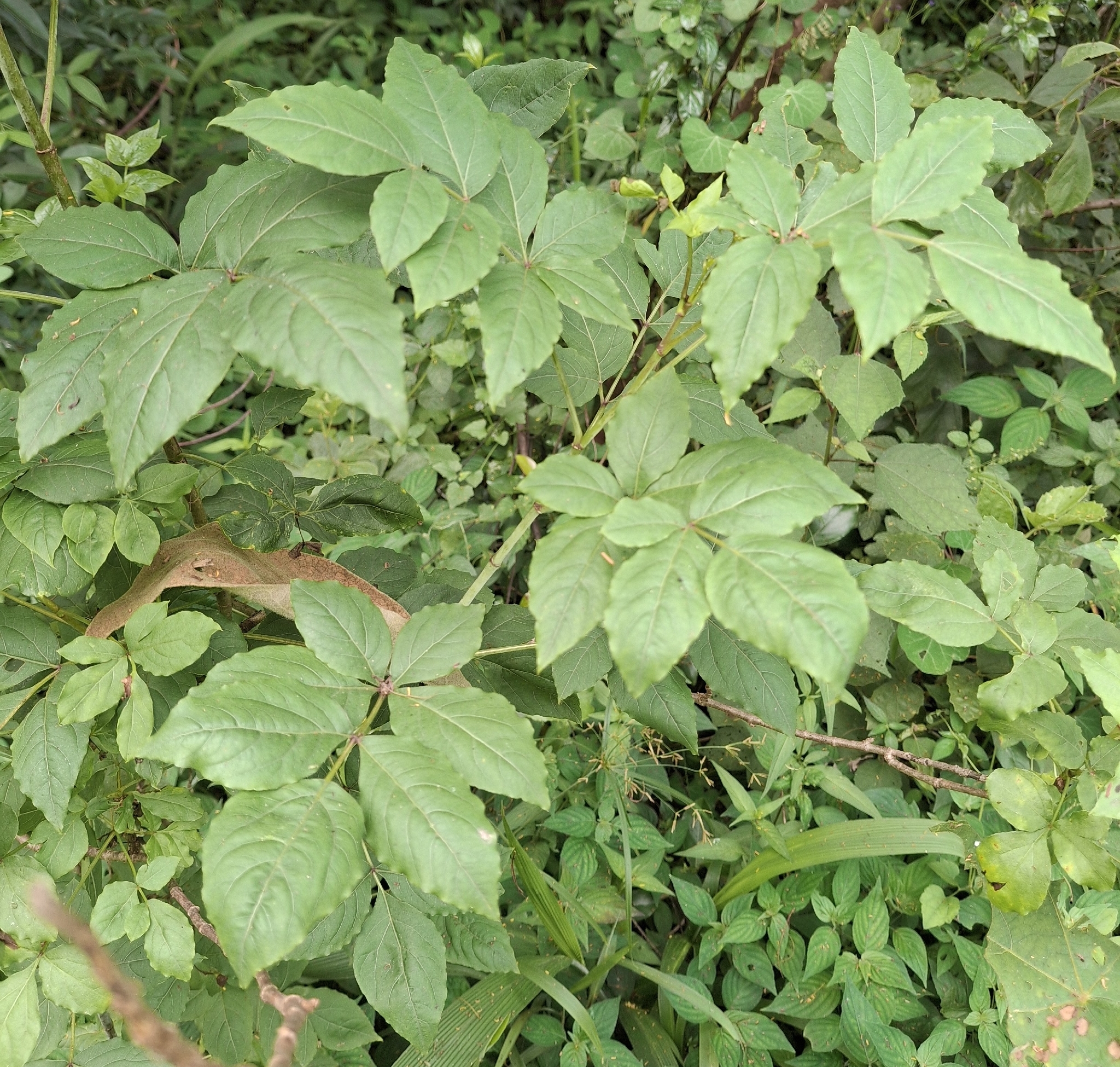 Imagem de Heteromorpha arborescens