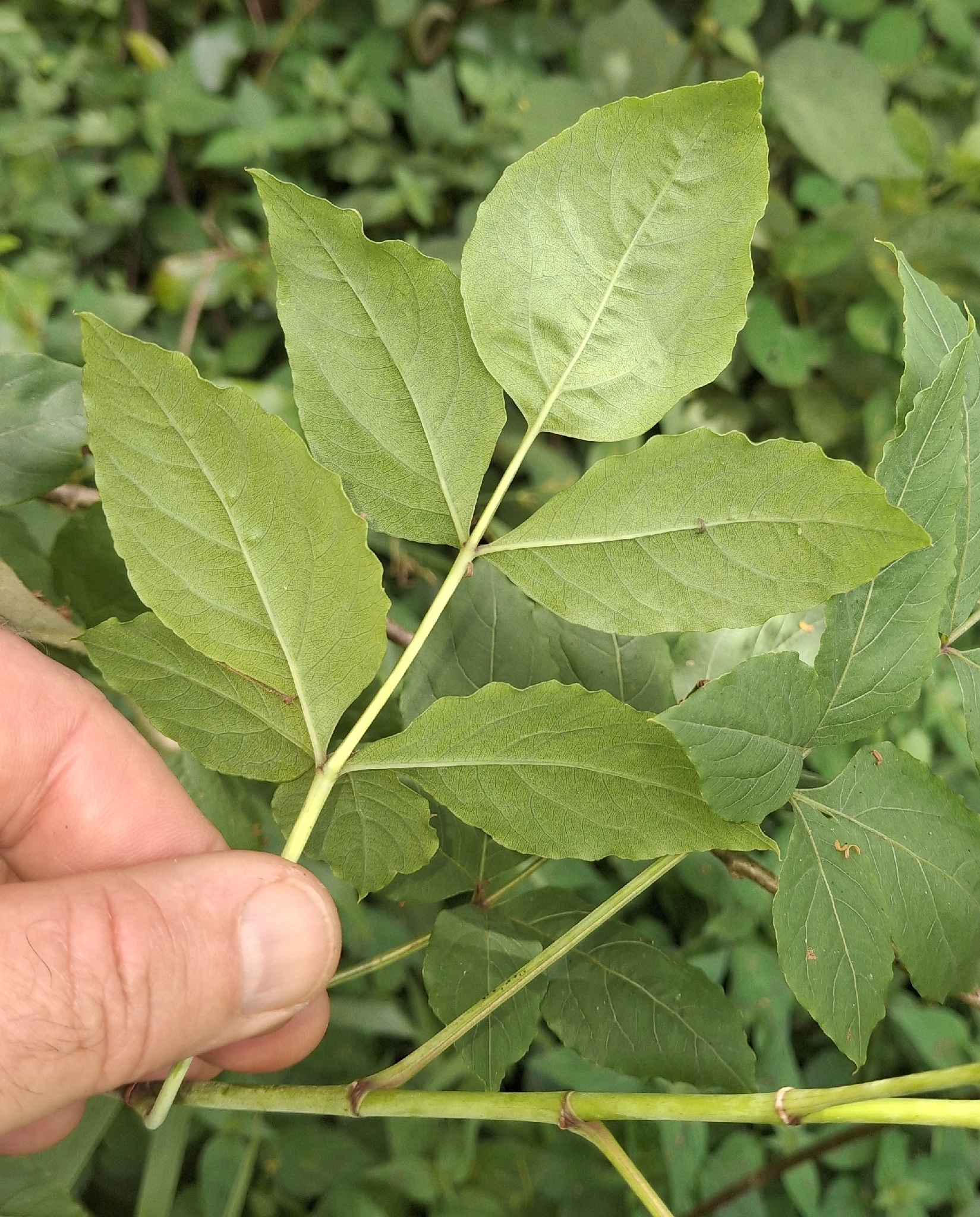 Imagem de Heteromorpha arborescens