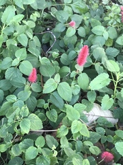Acalypha herzogiana