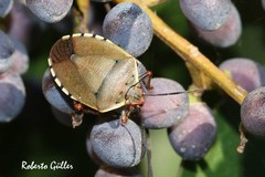 Chinavia erythrocnemis