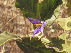 Solanum lycocarpum