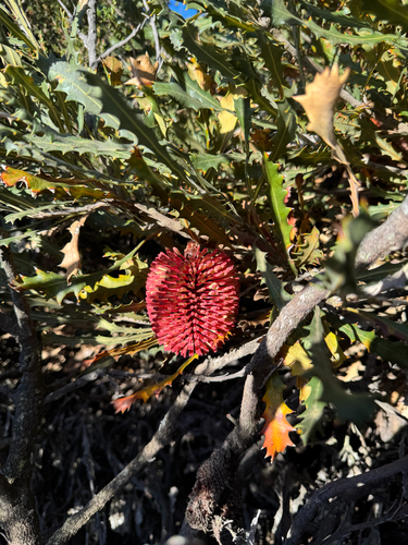Banksia caleyi, photograph 6