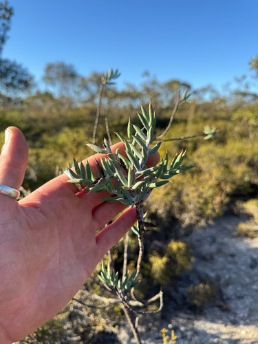 Ouch Bush (Daviesia pachyphylla)