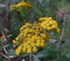 Senecio hypoleucus