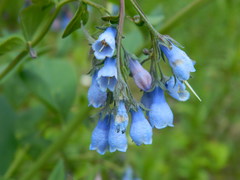 Mertensia paniculata borealis