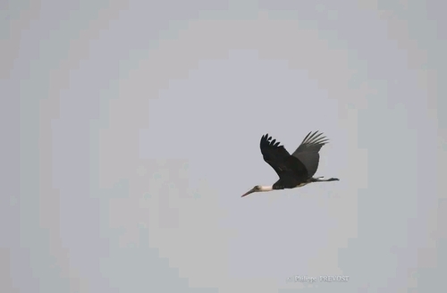 African Woolly-necked Stork