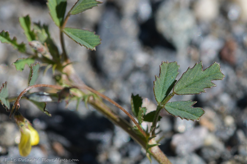 Medicago laciniata iNat (2)