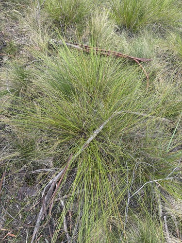 Lepidosperma filiforme observed 2026-01-15
