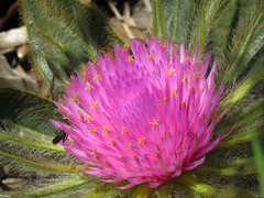 Gomphrena macrocephala