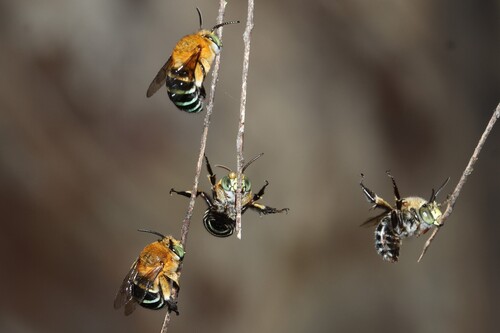 Amegilla cingulata photo 5