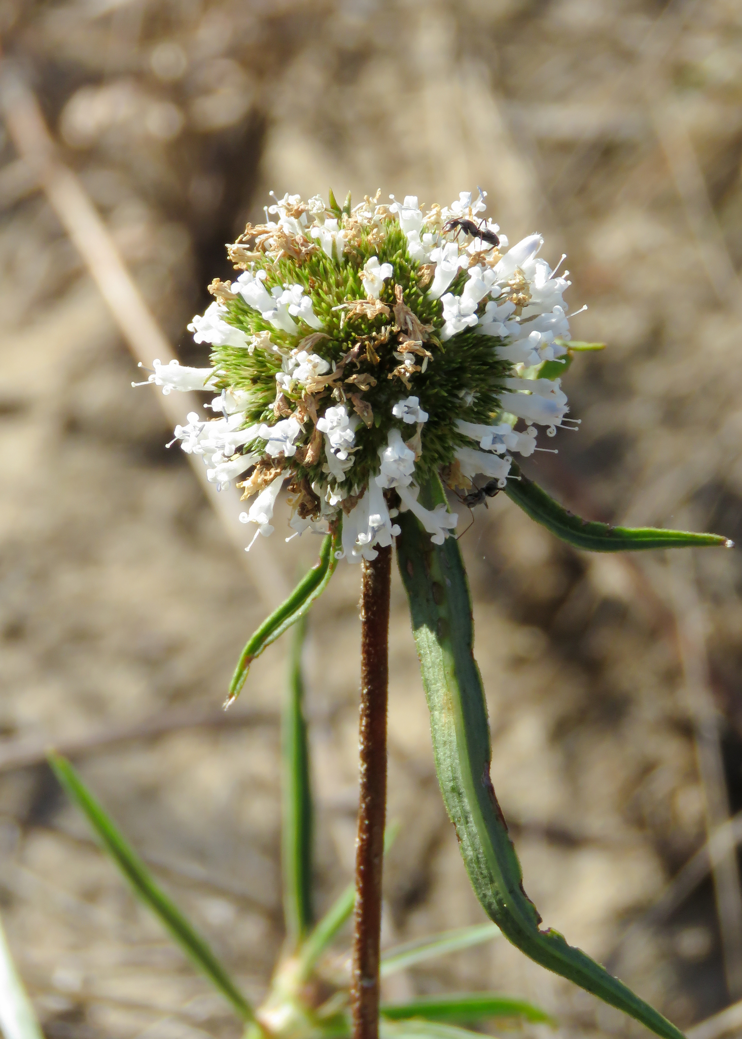 Spermacoce tenella