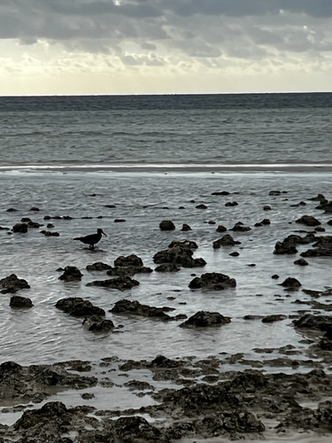Sooty Oystercatcher (Haematopus fuliginosus), photo 5