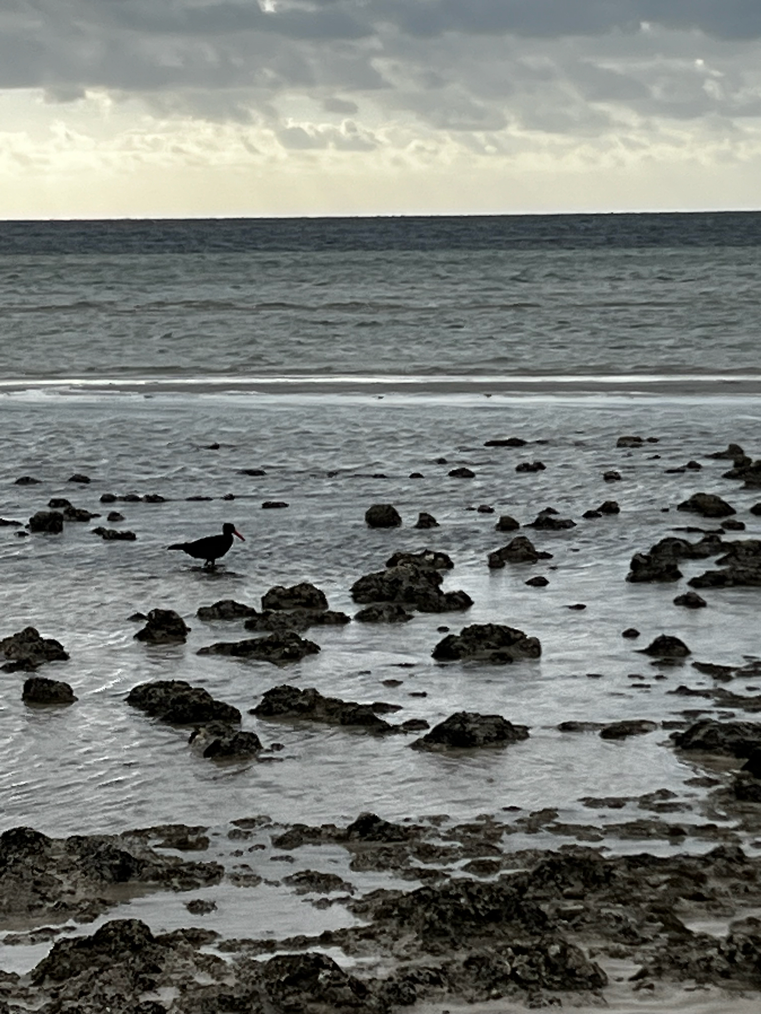 Sooty Oystercatcher (Haematopus fuliginosus), photo 5