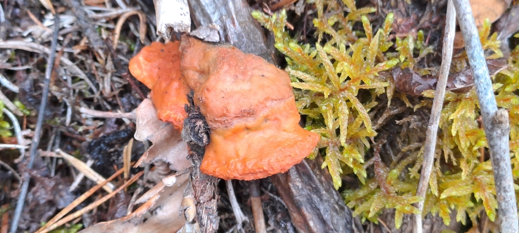 Trametes cinnabarina · January 2026 · photo: © hana31 (iNaturalist, cc-by)