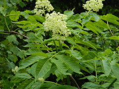 Sambucus racemosa melanocarpa