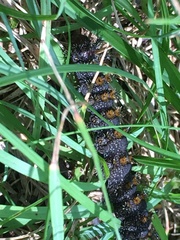 Hemileuca maia