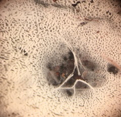 Trechispora hymenocystis