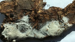 Trechispora hymenocystis