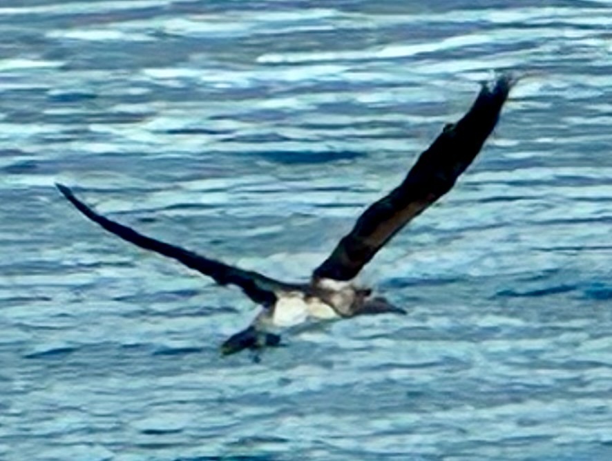 Blue-footed Booby (Sula nebouxii), photo 10