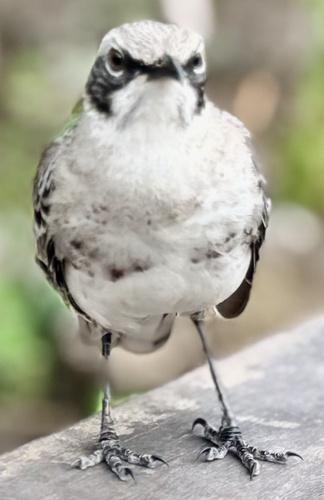San Cristobal Mockingbird (Mimus melanotis)