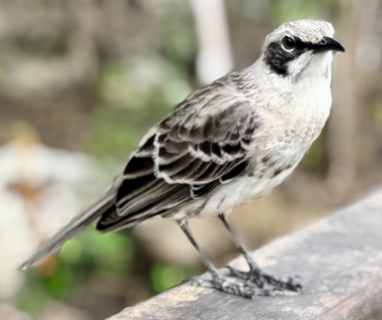 San Cristobal Mockingbird (Mimus melanotis), photo 2