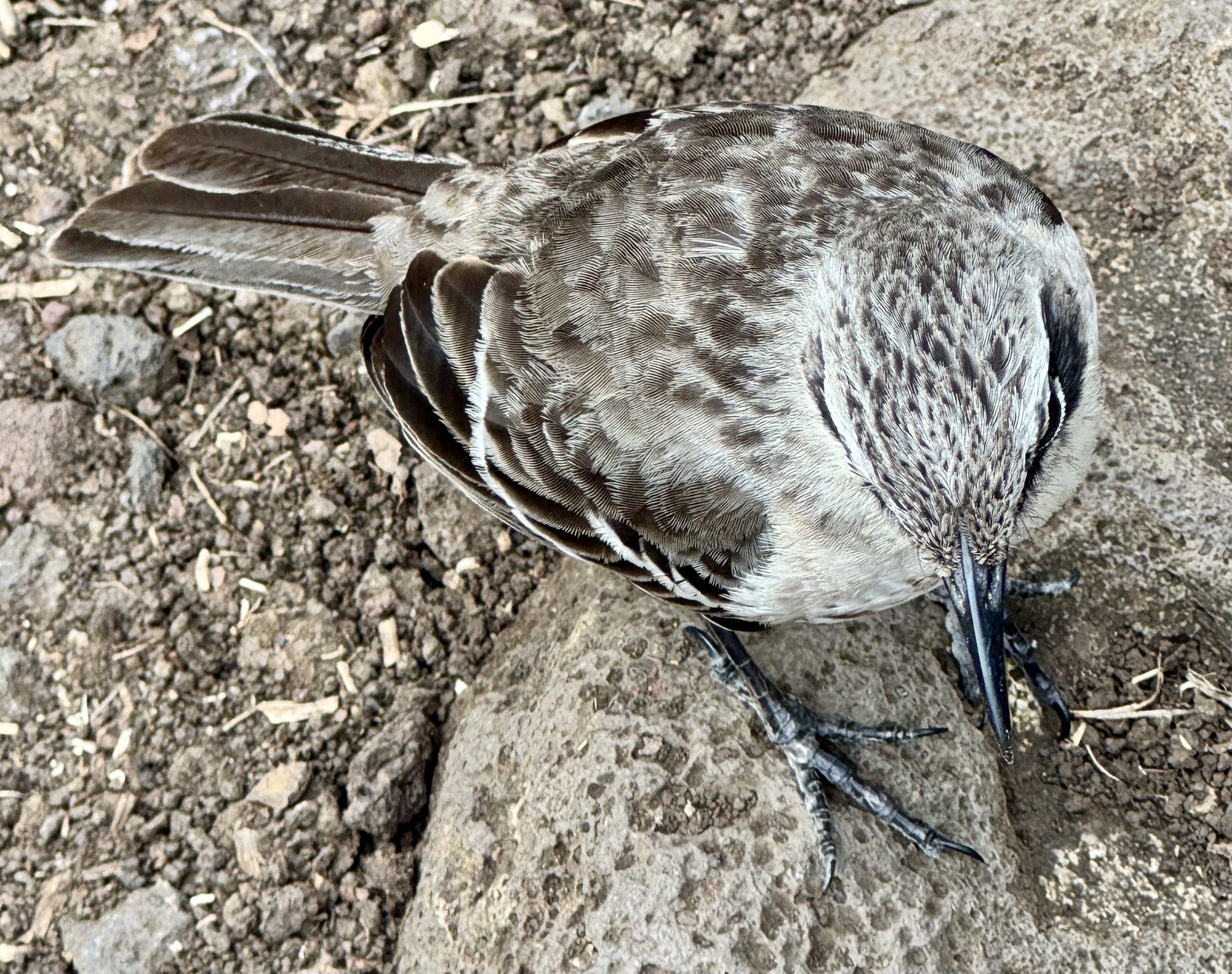 San Cristobal Mockingbird (Mimus melanotis), photo 5