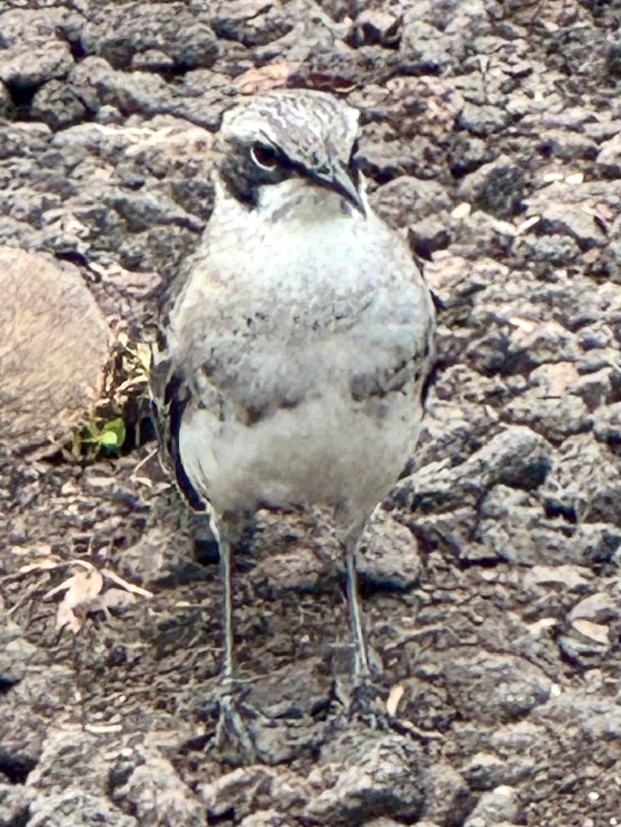 San Cristobal Mockingbird (Mimus melanotis), photo 6