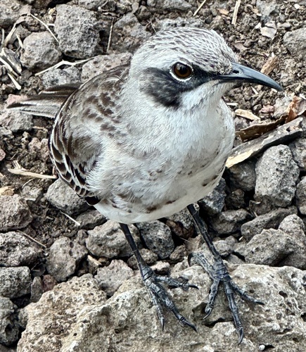 San Cristobal Mockingbird (Mimus melanotis), photo 6
