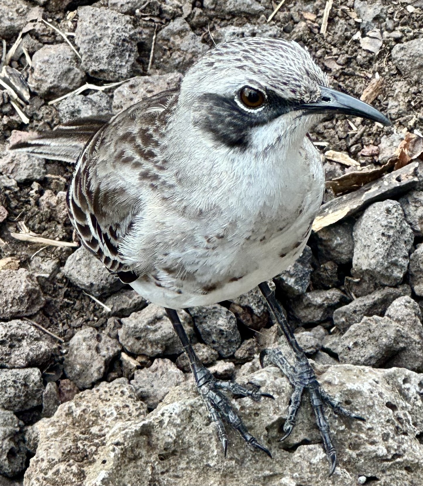 San Cristobal Mockingbird (Mimus melanotis), photo 7