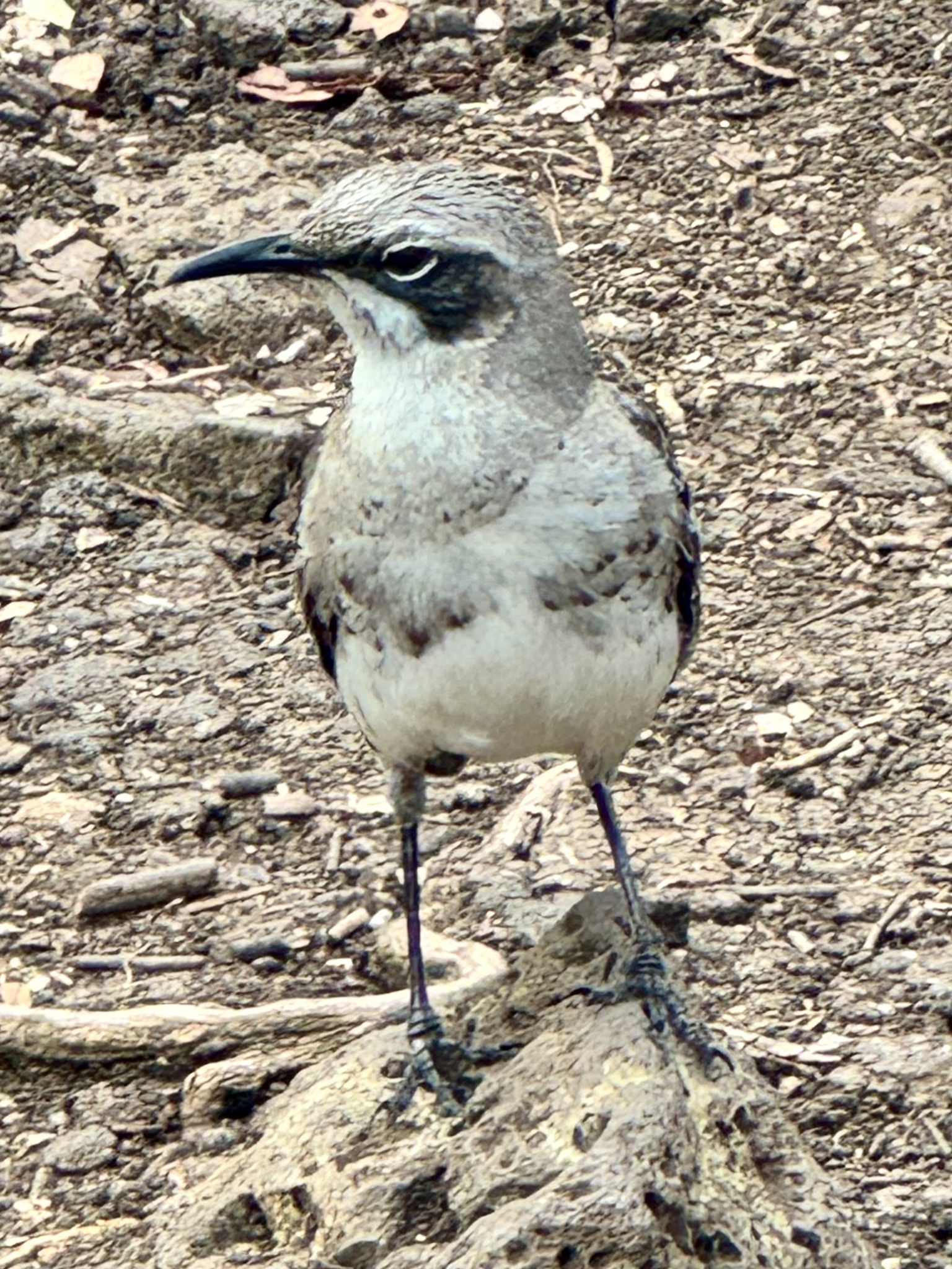 San Cristobal Mockingbird (Mimus melanotis), photo 8