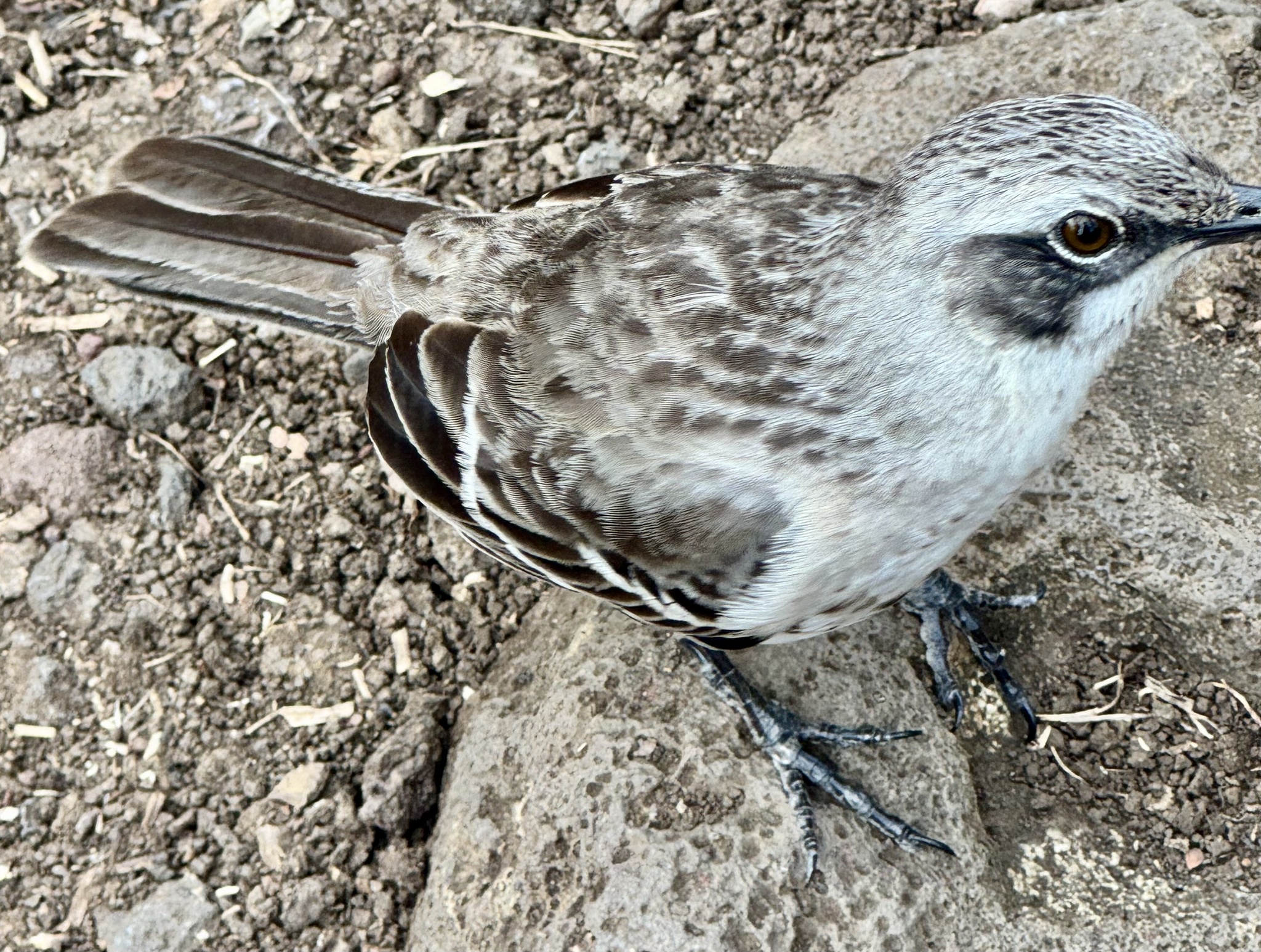San Cristobal Mockingbird (Mimus melanotis), photo 9