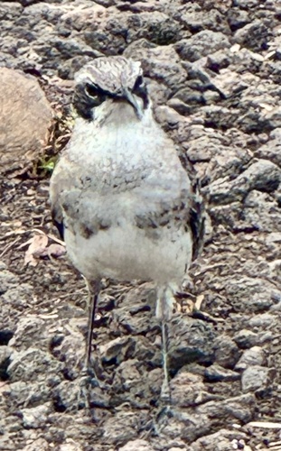 San Cristobal Mockingbird (Mimus melanotis), photo 9
