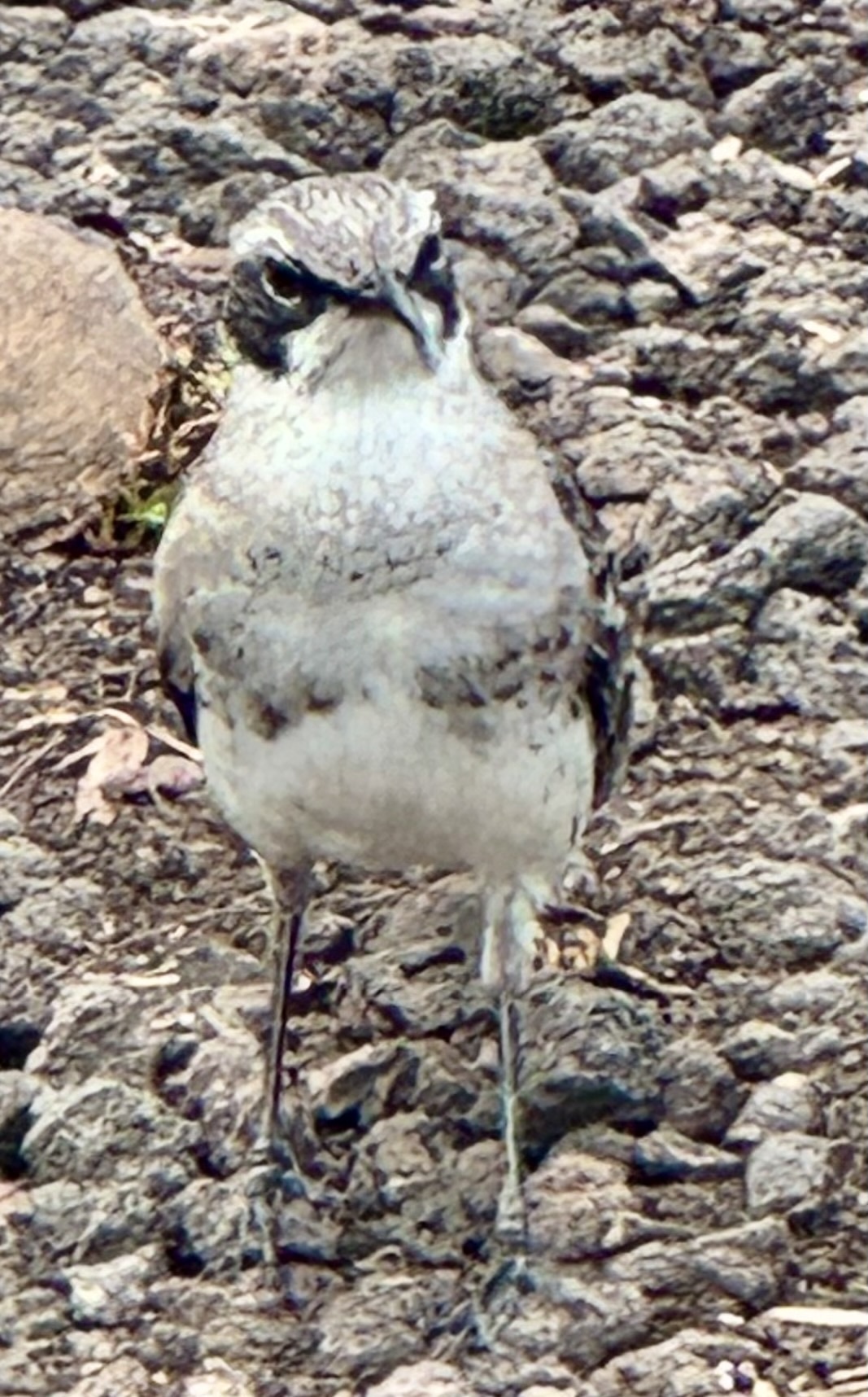 San Cristobal Mockingbird (Mimus melanotis), photo 10