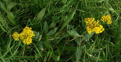 Senecio hypoleucus