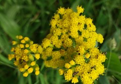 Senecio hypoleucus