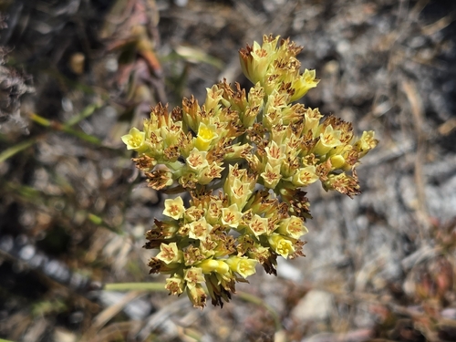 Larochea flava (L.) Haw. 3