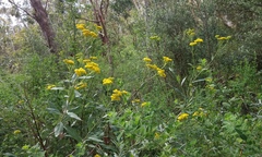Senecio hypoleucus