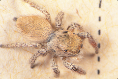 Habronattus ammophilus
