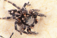 Habronattus ammophilus