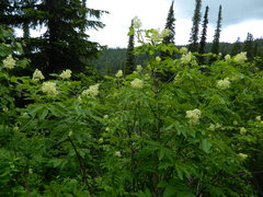 Sambucus racemosa melanocarpa