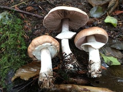 Agaricus subrufescentoides