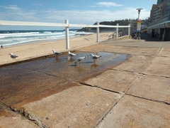 Chroicocephalus novaehollandiae