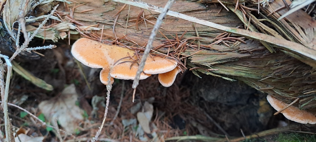 Phyllotopsis nidulans · January 2026 · photo: © hana31 (iNaturalist, cc-by)