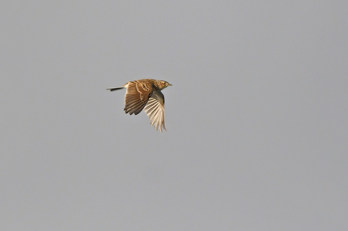 Eurasian Skylark, Oosterend, Niederlande, photo 10 of 10