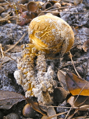 Scleroderma meridionale