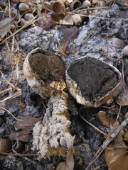 Scleroderma meridionale